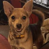 Thumbnail photo of Peaches-Adopted! #4