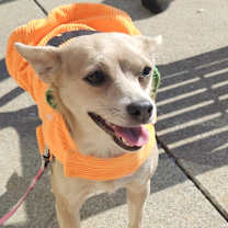 Thumbnail photo of Peaches-Adopted! #2