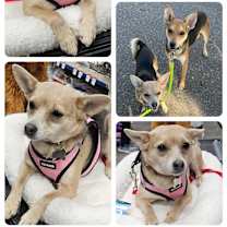Thumbnail photo of Peaches-Adopted! #3