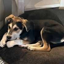 Thumbnail photo of Star Trek 7:  Deanna #3