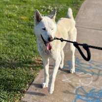 Thumbnail photo of Griffin #4