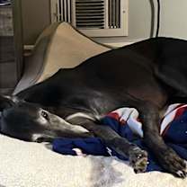 Thumbnail photo of PJ #1