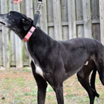 Thumbnail photo of PJ #4