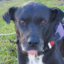 Thumbnail photo of Sugar #1