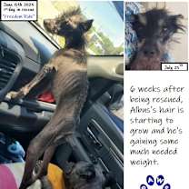 Thumbnail photo of Albus #1