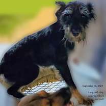 Thumbnail photo of Albus #2