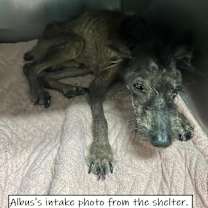 Thumbnail photo of Albus #3