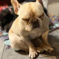 adopt-pet