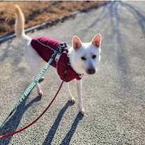 Thumbnail photo of Heart (S) #3