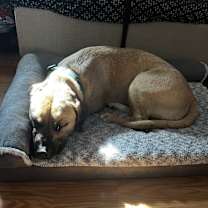 Thumbnail photo of Gus #2