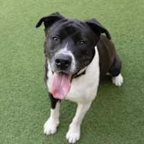 Thumbnail photo of Aries #1