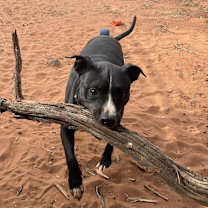 Thumbnail photo of Blip #3