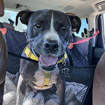 Thumbnail photo of Blip #4