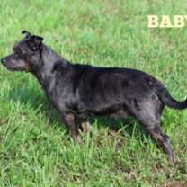 Thumbnail photo of Baby "Lil Bit" #2