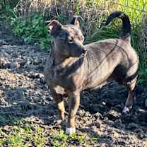 Thumbnail photo of Baby "Lil Bit" #4