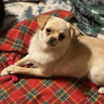 adopt-pet