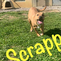 Thumbnail photo of Scrappy #1