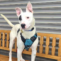 Thumbnail photo of RAIDER #2