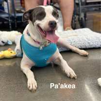 Thumbnail photo of Pa'akea #2