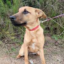 Thumbnail photo of Abby #1