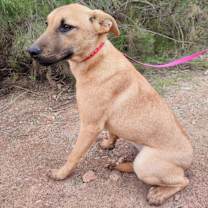 Thumbnail photo of Abby #4