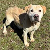 Thumbnail photo of Buddy #2