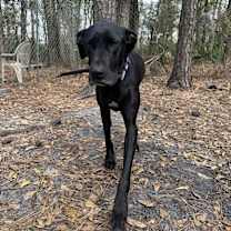 Thumbnail photo of Georgie #4