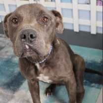 Thumbnail photo of Dain MEDICAL FOSTER ASAP #1