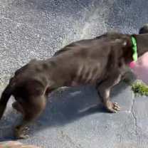 Thumbnail photo of Dain MEDICAL FOSTER ASAP #2