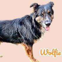 adopt-pet