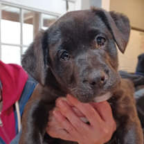 Thumbnail photo of Sookie #2