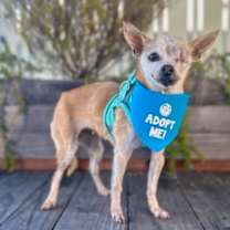 Thumbnail photo of Zelda #3