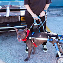 Thumbnail photo of Streetcar Stella #3