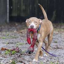 Thumbnail photo of Wiggles #2