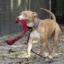 Thumbnail photo of Wiggles #3