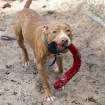 Thumbnail photo of Wiggles #4