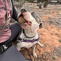 Thumbnail photo of Joplin #3