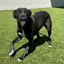 Thumbnail photo of Jade 6419 #2