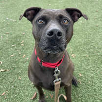 Thumbnail photo of Tootsie #1
