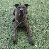 Thumbnail photo of Tootsie #3