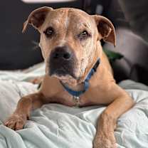 Thumbnail photo of Charizard #1