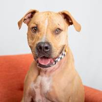 Thumbnail photo of Charizard #3