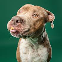 Thumbnail photo of Bruno  #3