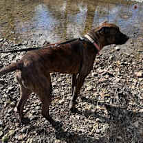 Thumbnail photo of Bo #2