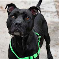 Thumbnail photo of Flint #1