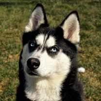 Thumbnail photo of Koda #1