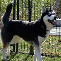 Thumbnail photo of Koda #2