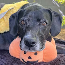 Thumbnail photo of Ridley #2