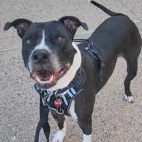 adopt-pet