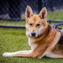 Thumbnail photo of Nya #4